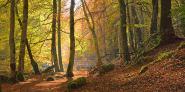 Autumn beech woods, Birks o´Aberfeldy