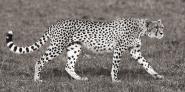 Cheetah Hunting, Masai Mara