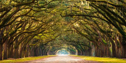 Path lined with oak trees