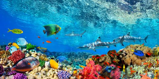 Reef Sharks and fish, Indian Sea