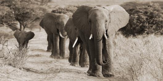 Herd of African Elephants, Kenya