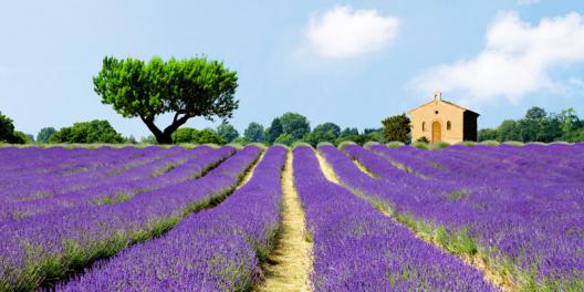 Lavender Fields, France 