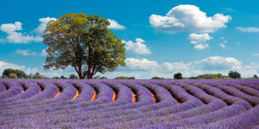 Lavender Field in Provence, France