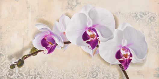 Royal Orchid