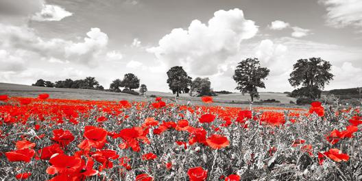 Poppies and vicias in meadow, Mecklenburg Lake District, Germany