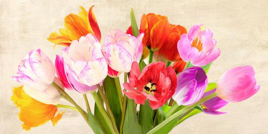 Tulips in Spring