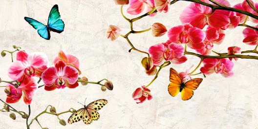 Orchids   Butterflies