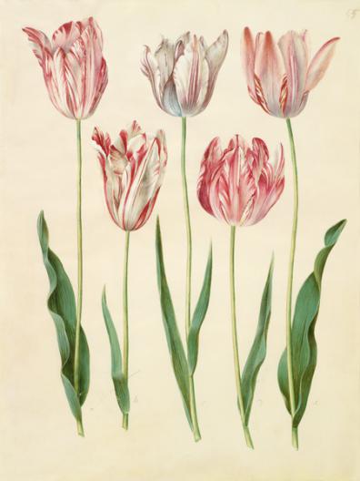 Tulipa gesneriana