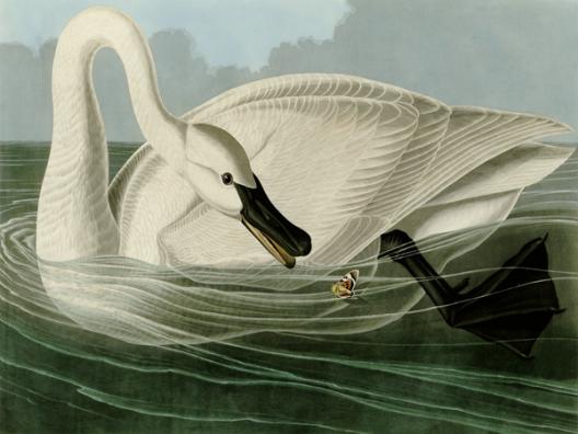 Trumpeter Swan