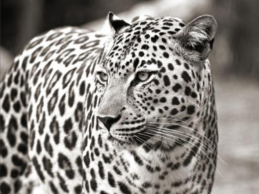 Portrait of leopard, South Africa