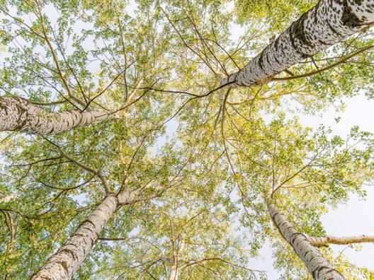 Birch woods in spring