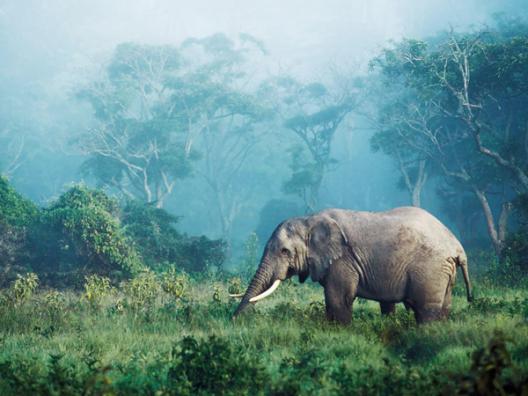 African elephant, Ngorongoro Crater, Tanzania