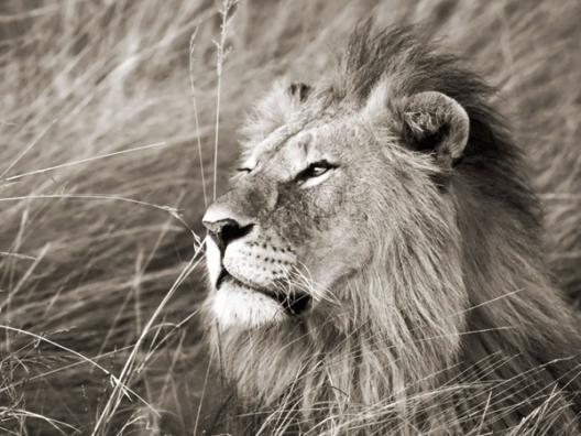 African lion, Masai Mara, Kenya