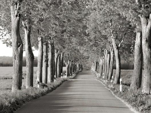 Lime tree alley, Mecklenburg Lake District, Germany