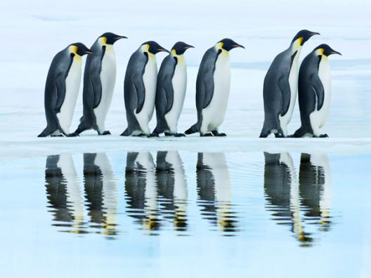 Emperor penguin group, Antarctica