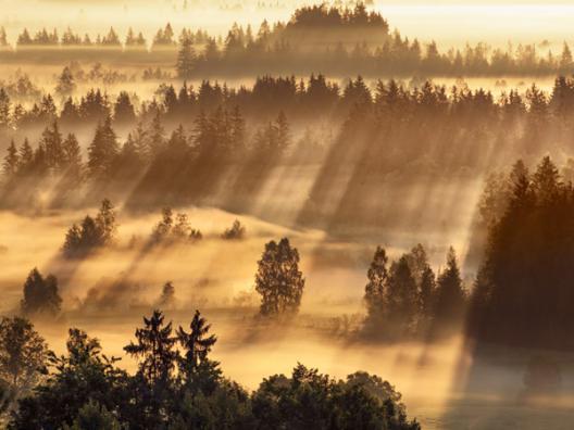 Fog impression at Sindelbachfilz, Bavaria, Germany