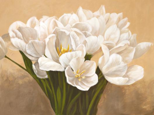 Tulipes blanches