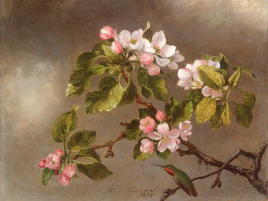 Hummingbird and Apple Blossoms