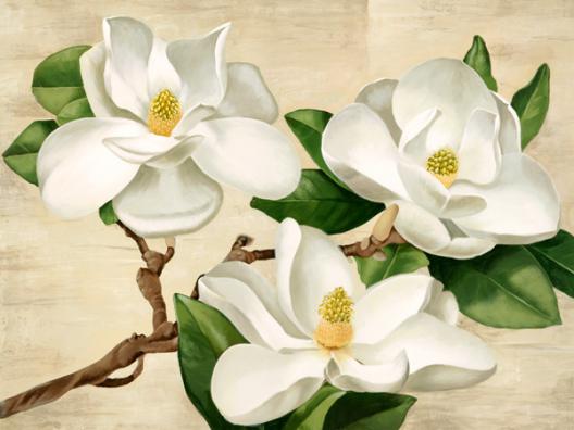 Magnolie bianche