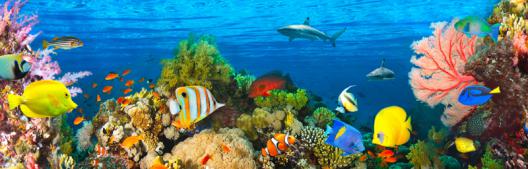 Life in the Coral Reef, Maldives