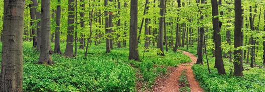 Beech forest, Germany