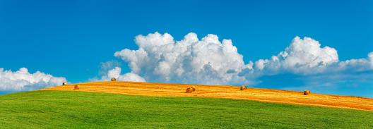 Corn field harvested, Tuscany, Italy