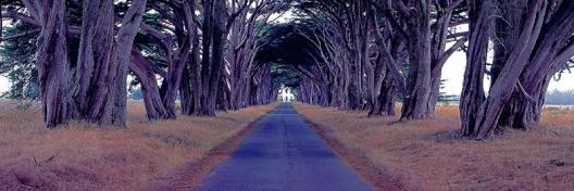 Monterey Cypress Trees, Point Reyes, California