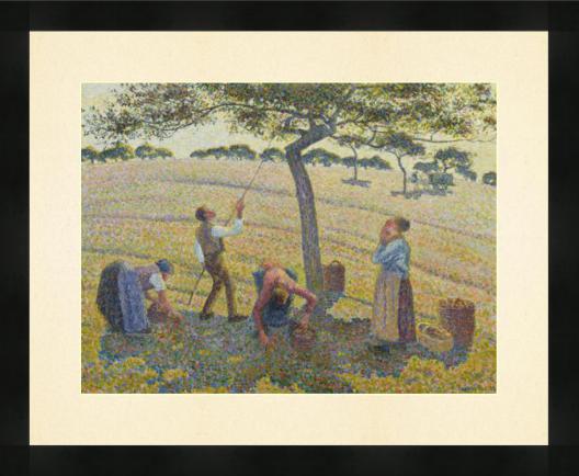 Apple Harvest M