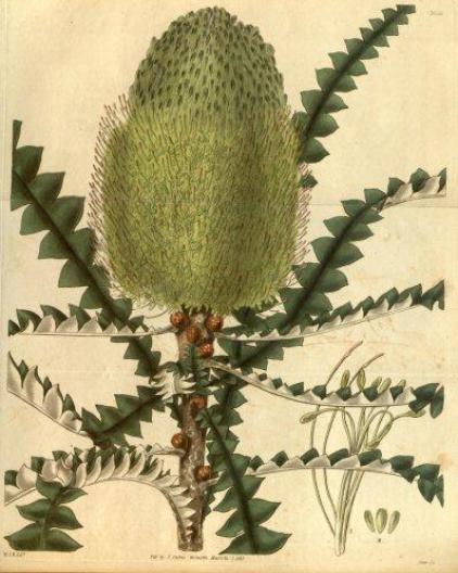 Banksia speciosa