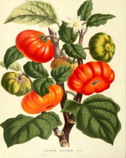 tomato solanum