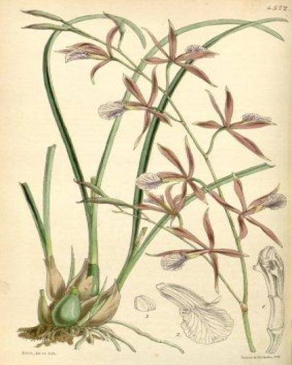 as Epidendrum linearifolium