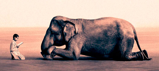 Boy Reading to Elephant