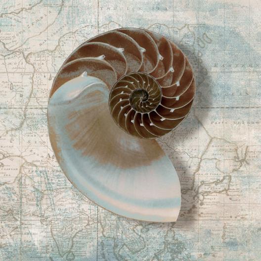 Nautilus