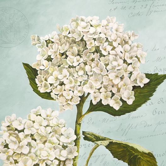 Hydrangeas II (Aqua)