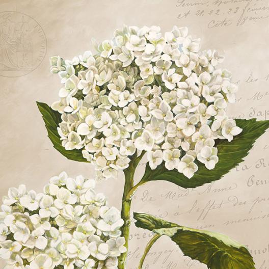 Hydrangeas II (Neutre)