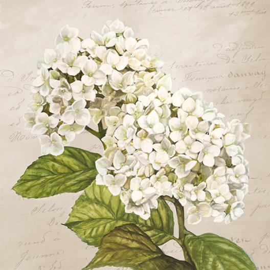 Hydrangeas III (Neutre)