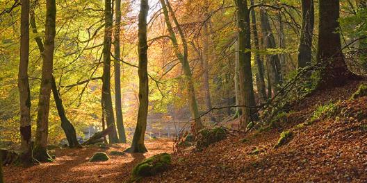 Autumn beech woods, Birks o