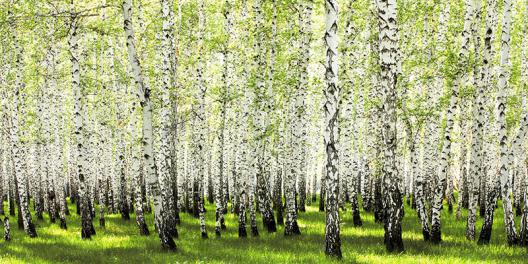 Birch forest in spring