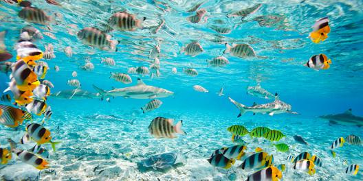 Fish and sharks in Bora Bora lagoon