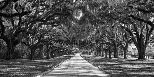 Tree lined plantation entrance, South Carolina