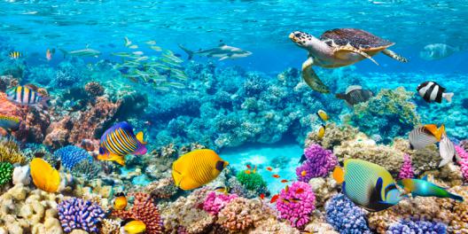 Sea Turtle and fish, Maldivian Coral Reef