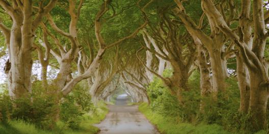 The Dark Hedges, Ireland