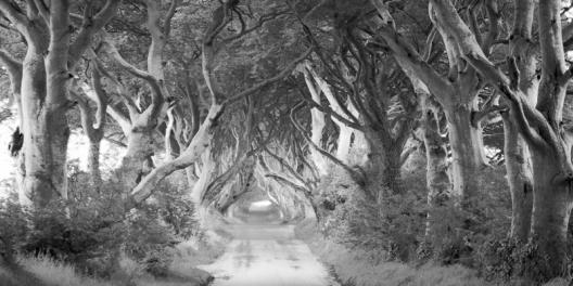 The Dark Hedges, Ireland (BW)