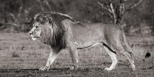 Lion walking in African Savannah