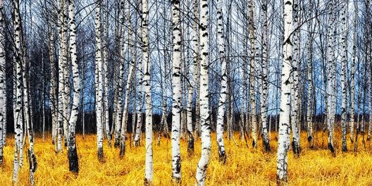 Birch grove in autumn (detail)