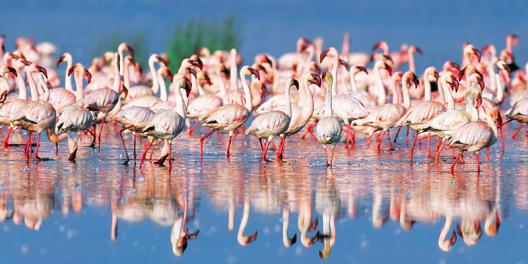 Lesser flamingo, Lake Nakuru, Kenya