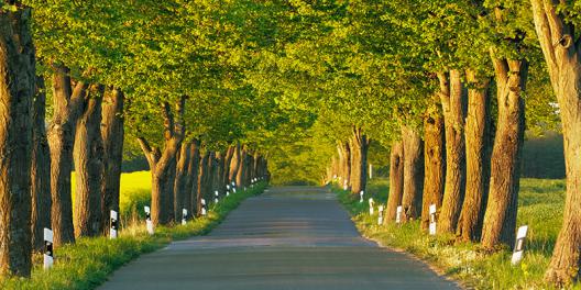 Lime tree alley, Mecklenburg Lake District, Germany