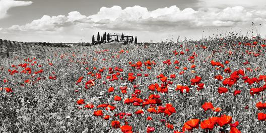 Farm house with cypresses and poppies, Tuscany, Italy