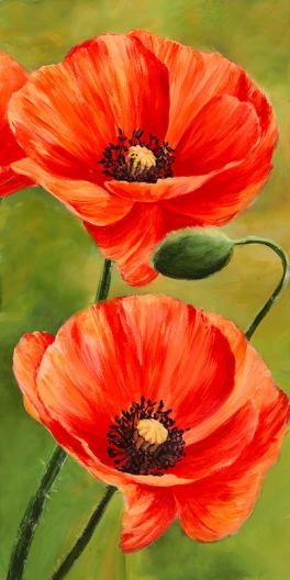 Poppies in the wind II