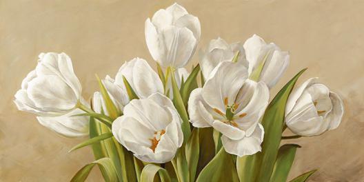 Tulipani bianchi